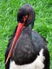 Waldrapp Ibis i